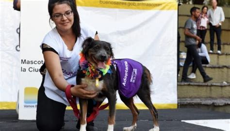 Jornada de Adopción de Mascotas en la Ciudad de Buenos Aires Noticias