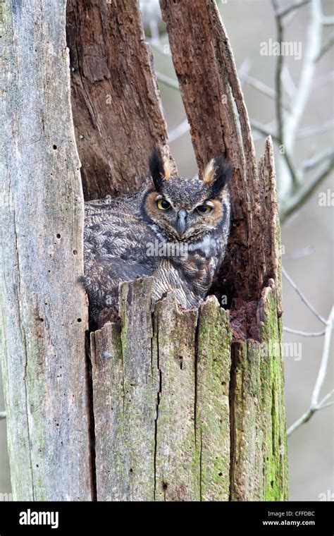 Great Horned Owl Sitting On Nest Stock Photo Alamy