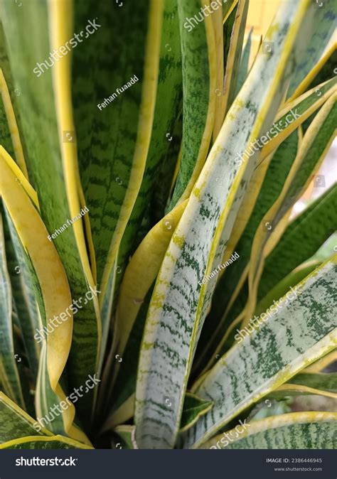 Sansevieria Trifasciata Plant Originating African Continent Stock Photo