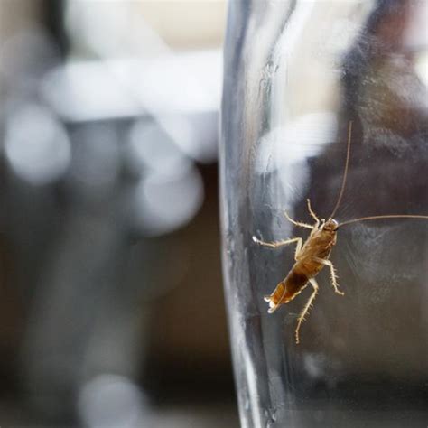 Atrapa a las cucarachas Descubre cómo hacer una trampa efectiva para