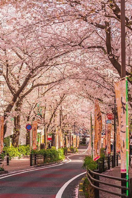 Tidal Basin Cherry Blossoms Best Cherry Blossoms In Dc Artofit