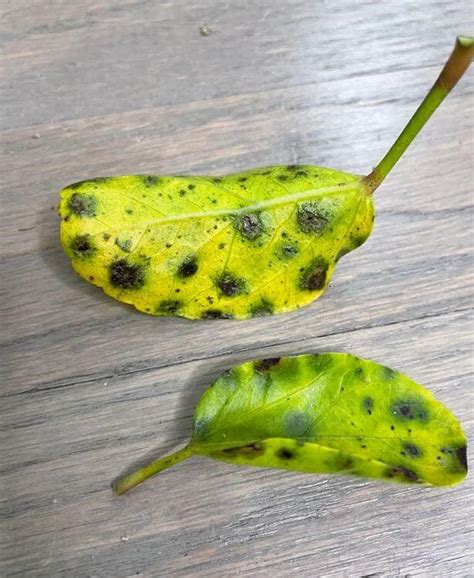 Help There Are Black Spots On My Hibiscus Leaves A Friendly Gardener