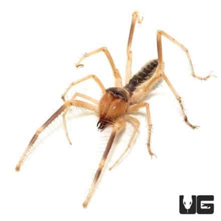 Camel Spider Galeodes Arabs For Sale Underground Reptiles