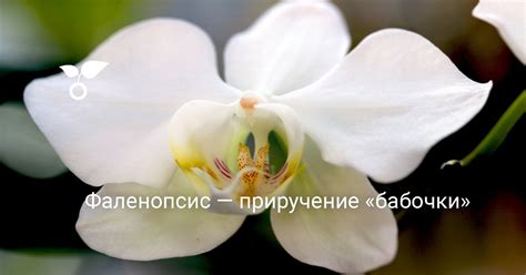 Фаленопсис — приручение «бабочки». Орхидея бабочка. Уход, выращивание ...