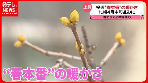 【きょうの1日】“春本番”季節外れの暖かさ一足早い“桜”で春爛漫も │ 【気ままに】ニュース速報