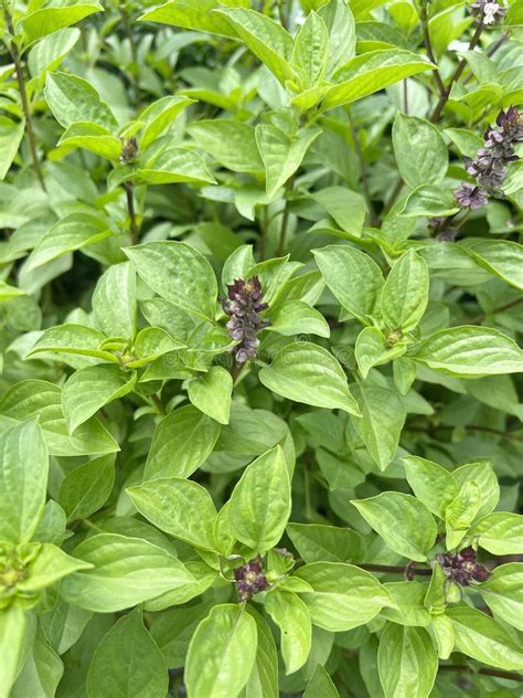 Fresh Ocimum Basilicum Plant In Nature Garden Stock Photo Image Of