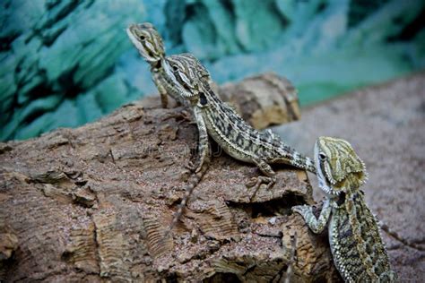 Dragon Agama Stock Photo Image Of Lizard Agama Details 21335872