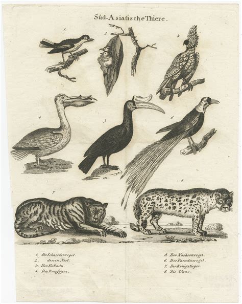 Antique Print of Animals from Southeast Asia (c.1860)