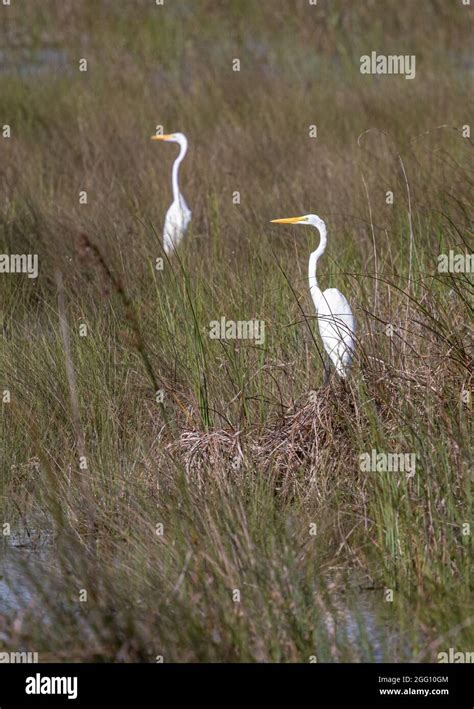 Great Egret Pair in Marsh Habitat Stock Photo - Alamy