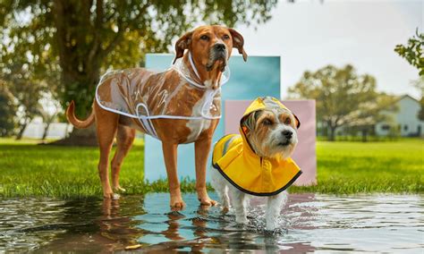 On-Trend Dog Raincoats That'll Make Rainy Walks So Chic | BeChewy