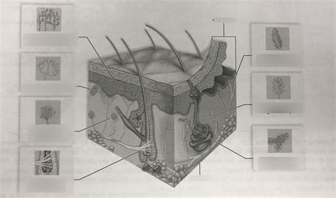 Sensory Receptors In The Skin Diagram Quizlet