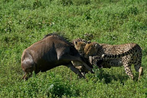 Ngorongoro Crater