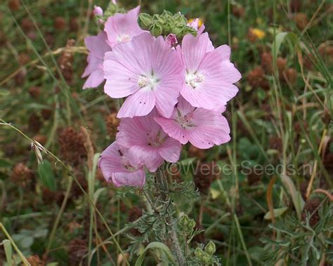 Malva Moschata Musk Mallow