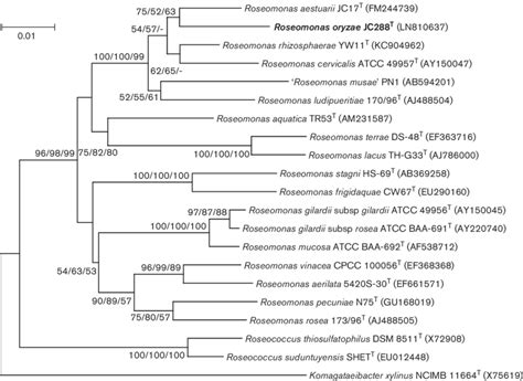 Phylogenetic Tree Based On 16s Rrna Gene Sequences Showing The