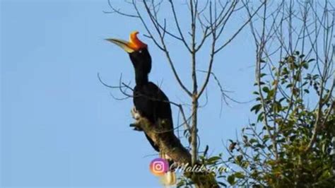 Makna Burung Enggang Alias Tingang Atribut Simbol Kemuliaan Suku Dayak