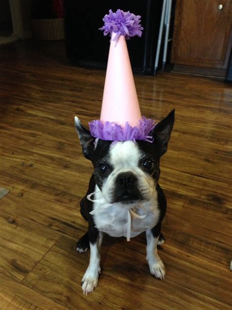 Pin By Lynne Scott On Bostons Boston Terrier Boston Terrier Love