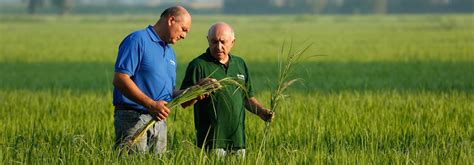 Irri Basf Develop Herbicide Tolerant Rice Hybrid Rice Development