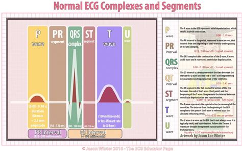 ECG Educator Blog : Basic Electrophysiology