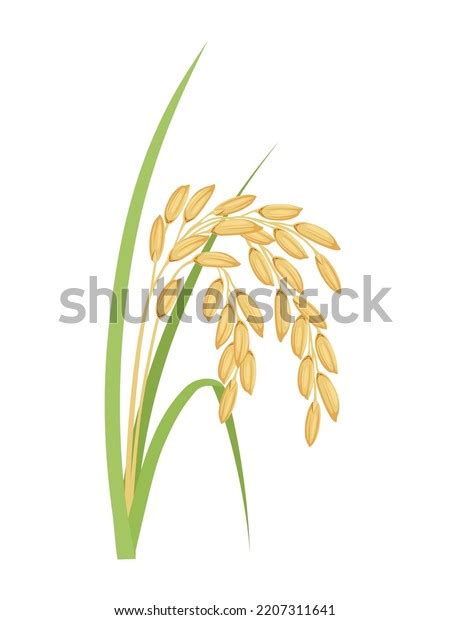 Vector Illustration Paddy Green Leaves Isolated Stock Vector (Royalty ...