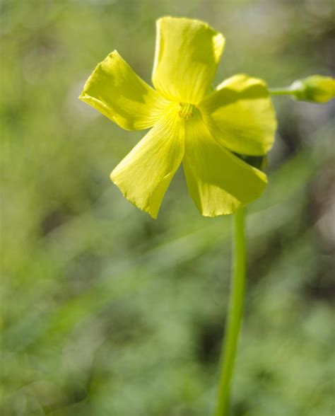 Yellow Clovers Flower Free Photo Download Freeimages