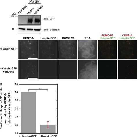 Sumoylation On Mitotic Chromosomes Regulates Haspin Binding And H3t3