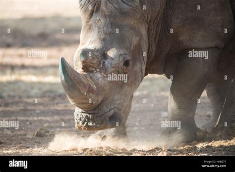 Visit to Safari Ramat Gan, Israel Stock Photo - Alamy