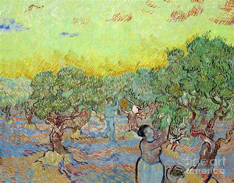 Olive Grove With Two Olive Pickers 1889 Photograph By Vincent Van Gogh