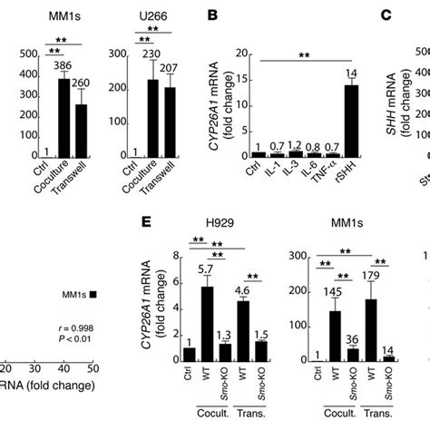 Btz Sensitivity Of The Mm Cell Line H And Primary Cd Mm Cells In