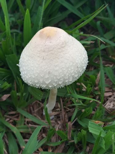 Chlorophyllum Hortense Local Fungi Of Nwfl Inaturalist