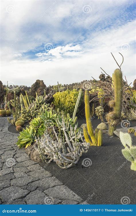 Kaktus ogrodowy Lanzarote obraz stock Obraz złożonej z architektury