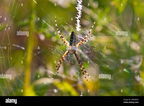 A Black And Yellow Garden Spider Argiope Aurantia On Its Web In A