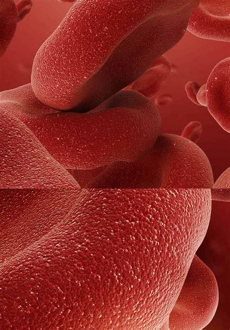 Erythrocyte Morphology and Its Disorders | IntechOpen