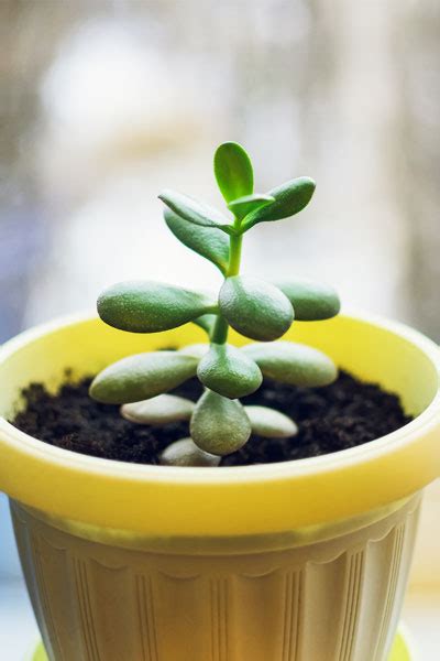 Jade Plant - Care, Growing, Watering, Requirements, Propagation - Plant Index