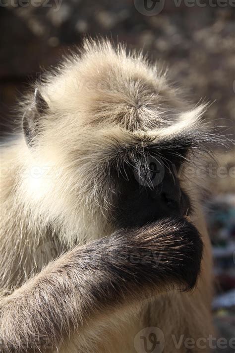 Eating monkey. hanuman langur is a little monkey with a black face ...