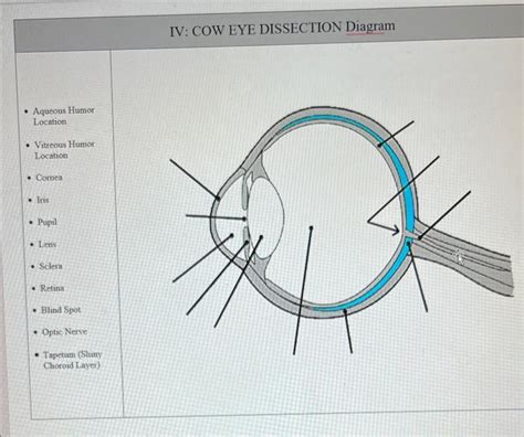 [Solved]: cow eye dissection diagram - label leader lin