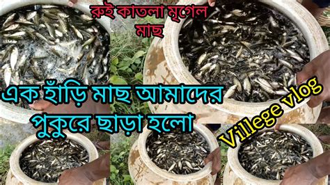 আজ আমাদের পুকুরে রুই কাতলা মৃগেল মাছ ছাড়া হলোছোটো ছোটো মাছ গুলো