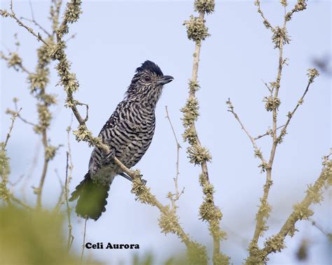 Choca Barrada Do Nordeste Thamnophilus Capistratus Flickr