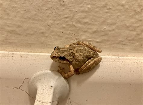 Sierran Tree Frog From Sierra View Ln Three Rivers CA US On November