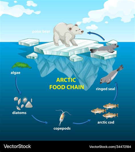 Circle arctic food chain Royalty Free Vector Image