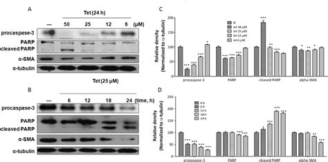 Figure 5 From Tetrandrine Regulates Hepatic Stellate Cell Activation