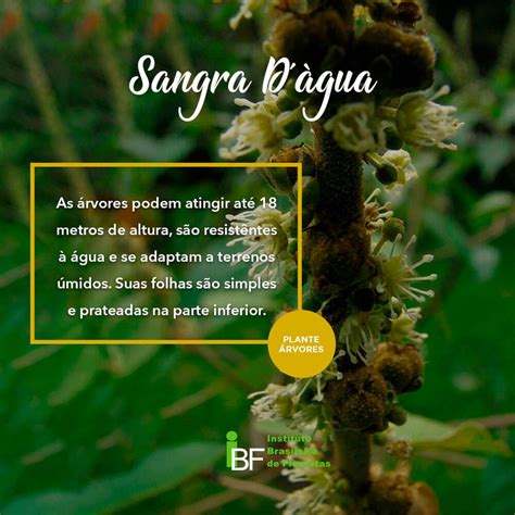 Sangra D'água É Bom Para Que - Sangra D'água Contra Indicações - RETOEDU