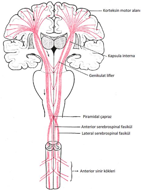 Kapsula Nterna Nternal Kaps L Doktor Fizik