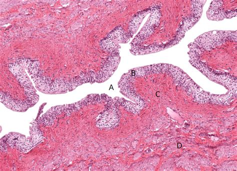 Ureter Histology Diagram Quizlet