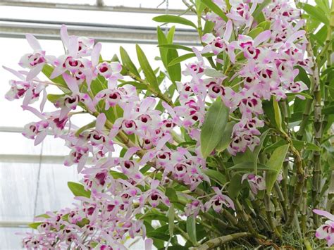 Cultivando Beleza Orqu Dea Olho De Boneca Dendrobium Nobile