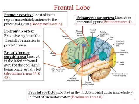 Cerebralcerebellar Anatomy Scalp Dural Sinuses Sulcus Gyrus Frontal