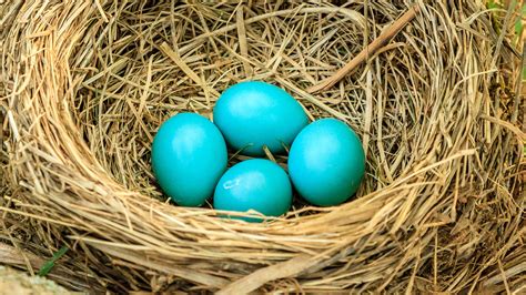 Blue Eggs In Nest