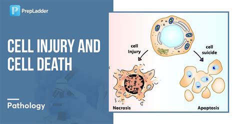 Cell Injury and Cell Death