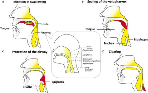 Swallowing Mechanisms Of Bolus Through The Oral Cavity Into The