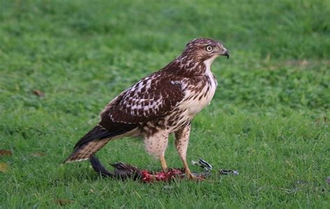 Red-Tailed Hawk Eating Dinner Photograph by Christy Pooschke