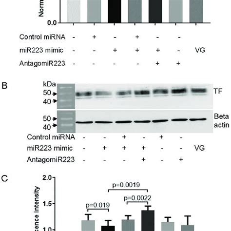 TF Expression In THP 1 Cells Transfected With Hsa MiR 223 3p Mimic